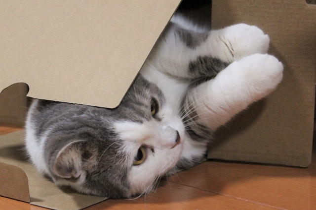 ダンボールの空き箱に潜る猫
